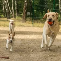 dog boarding kennels in kiev Dog Siti